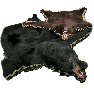Illustration of a black bear rug with an open-mouth head mount