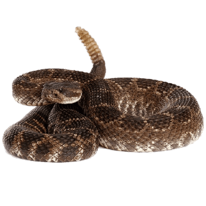 Illustration of a coiled rattlesnake