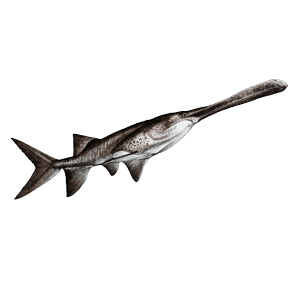 Illustration of an American paddlefish