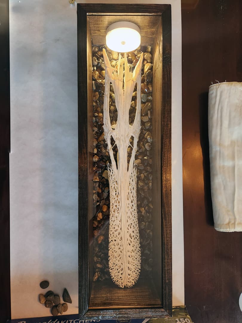 Paddlefish rostrum and skull mounted in a lit wall display case