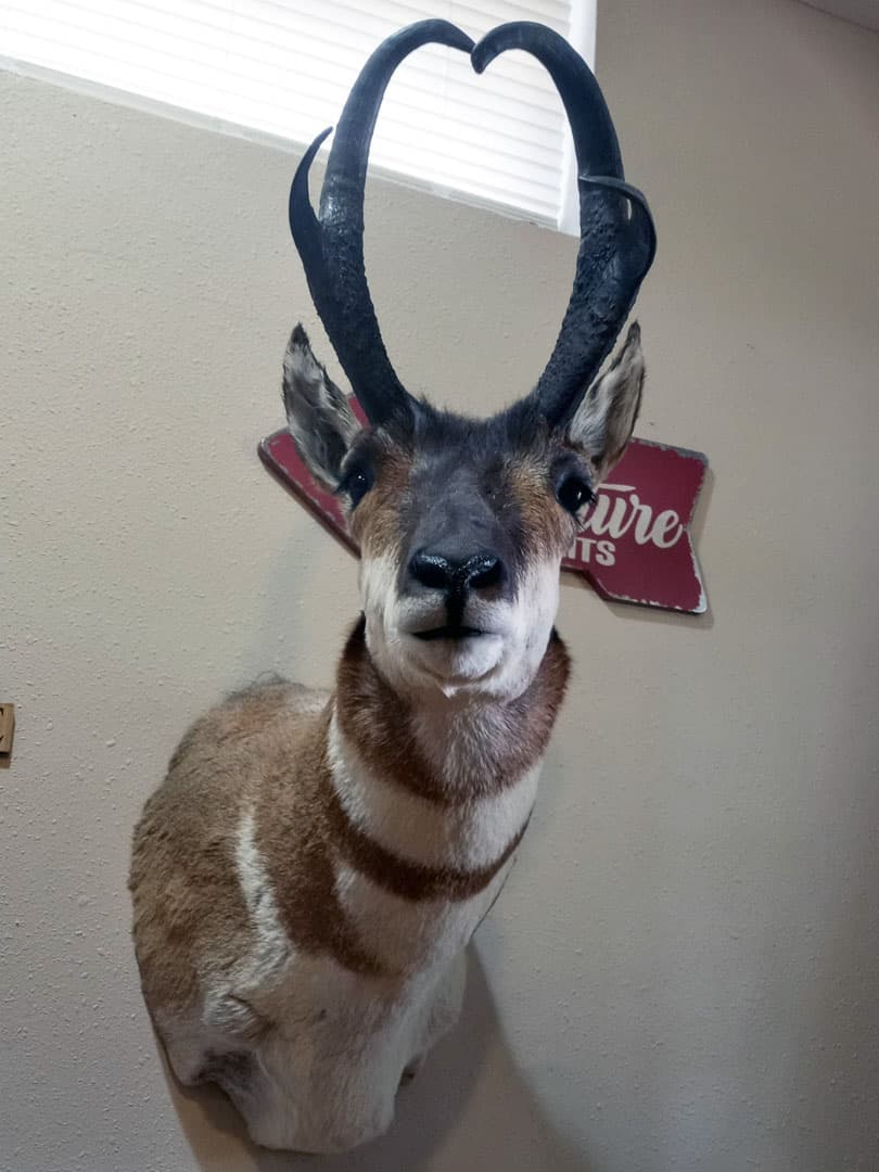 Pronghorn antelope shoulder mount facing forward, horns curving inward