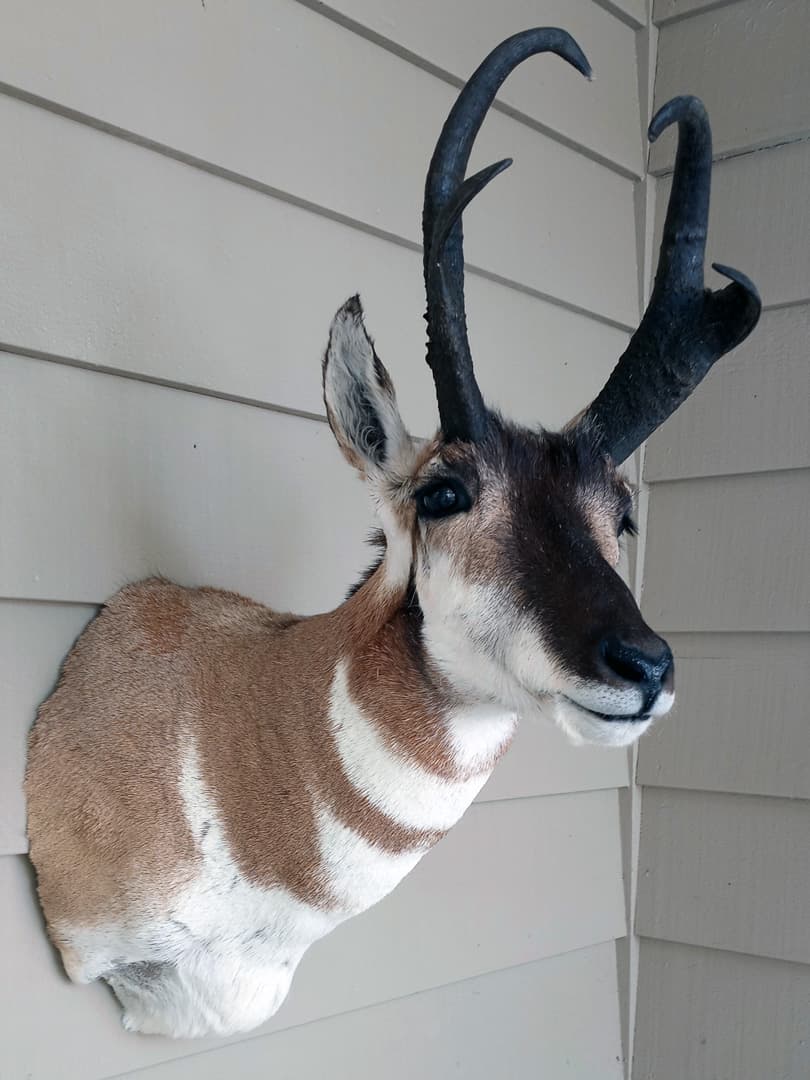 Pronghorn antelope shoulder mount on white siding, turned to the right