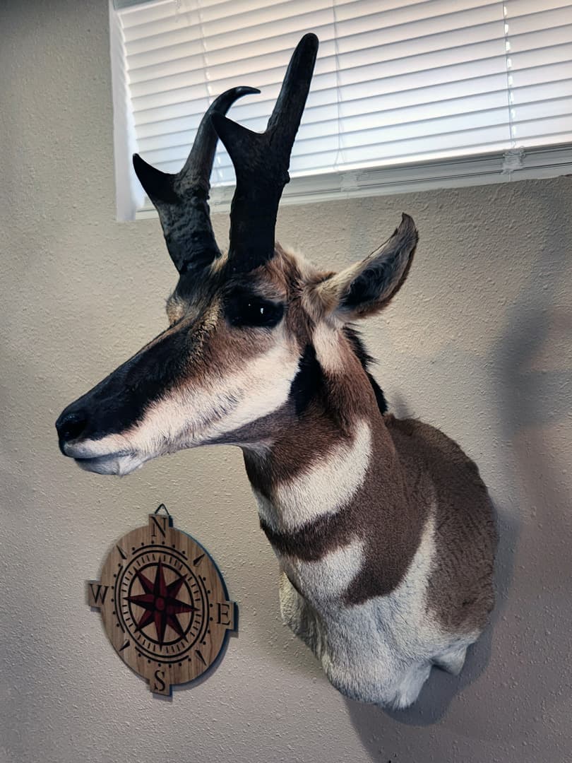 Pronghorn antelope shoulder mount hung indoors beside a beaded medallion
