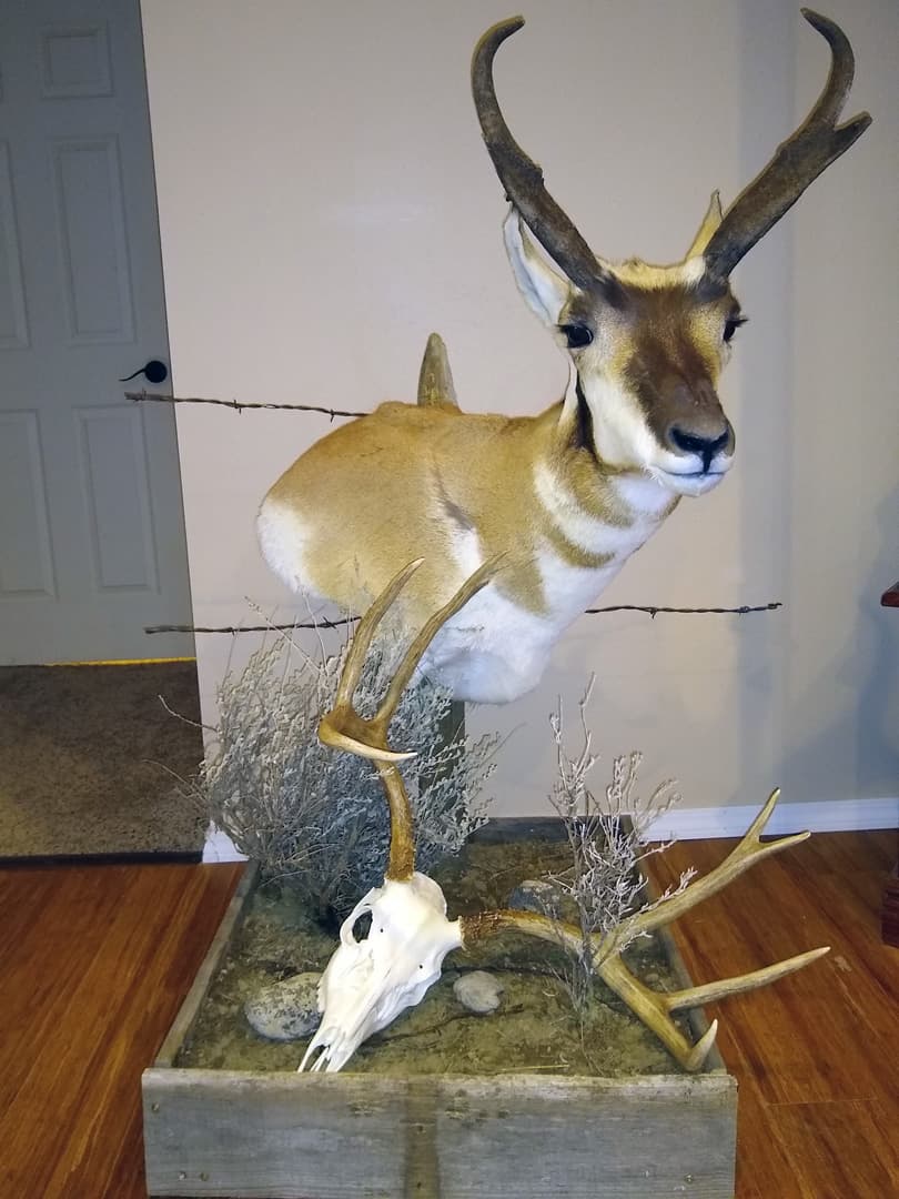Pronghorn antelope pedestal mount on a wooden base, with a deer skull and shed antlers arranged around it