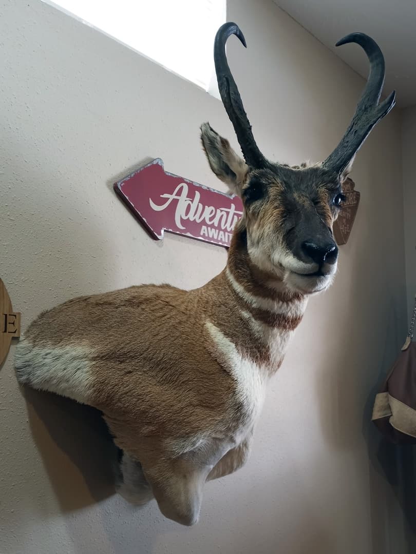 Pronghorn antelope shoulder mount seen in profile