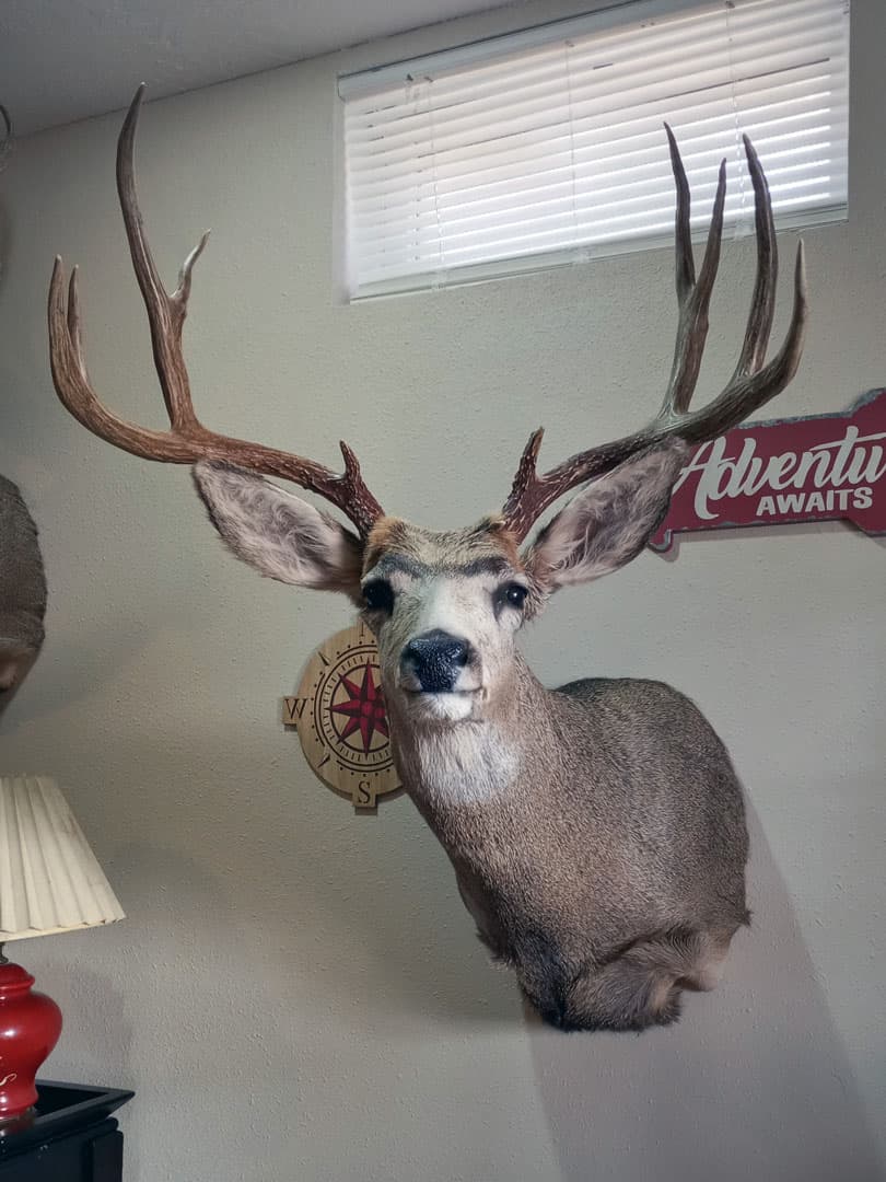 Mule deer shoulder mount turned to the right, hung indoors beside a beaded medallion