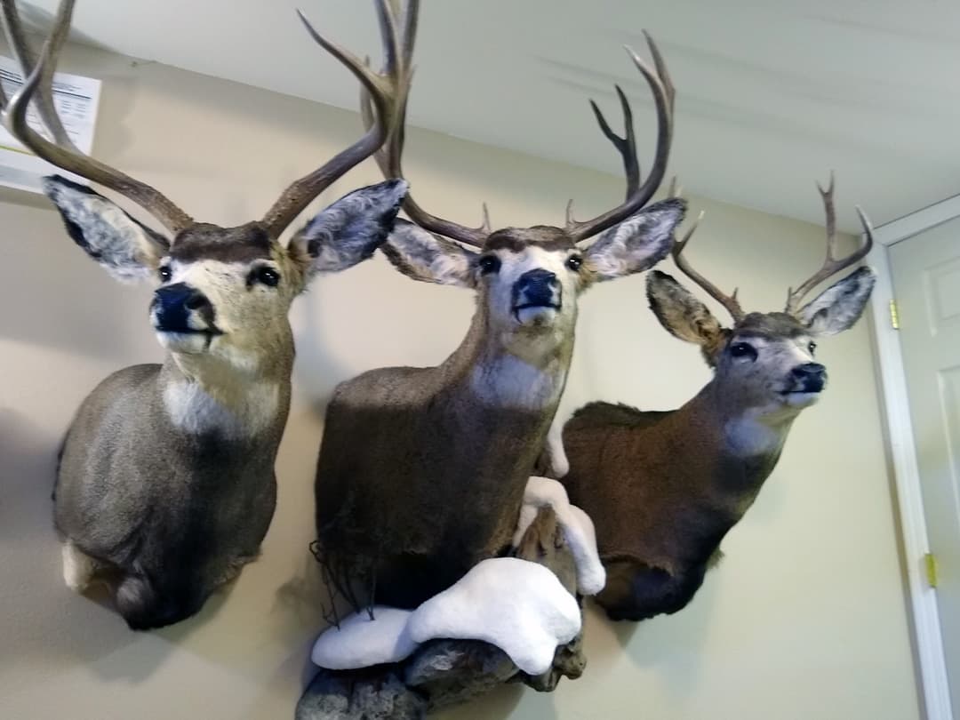 Three mule deer shoulder mounts grouped together on one wall
