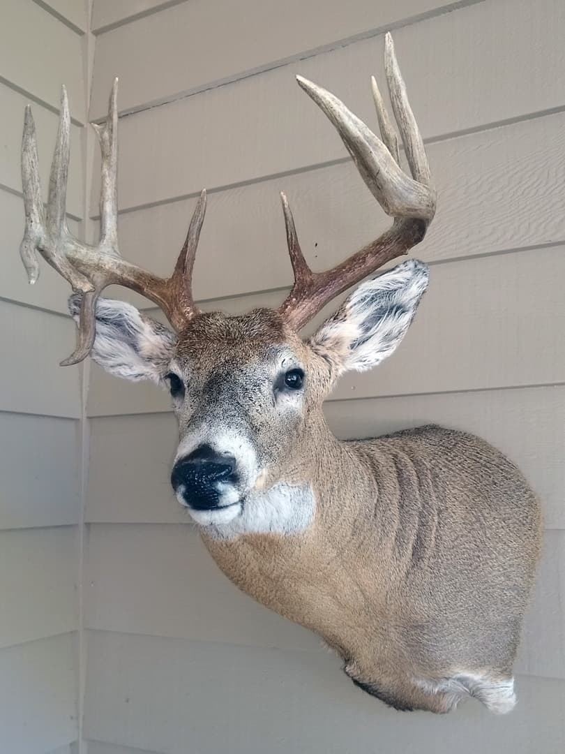 Whitetail buck shoulder mount in a semi-sneak pose, seen from the side