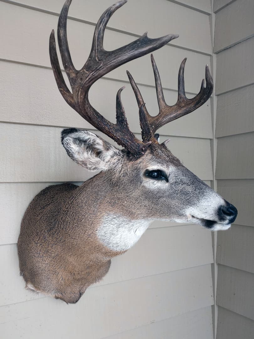 Whitetail buck shoulder mount on white siding, head lowered and turned left