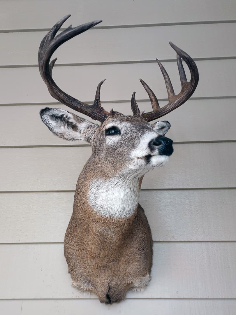 Whitetail buck shoulder mount facing right on white siding