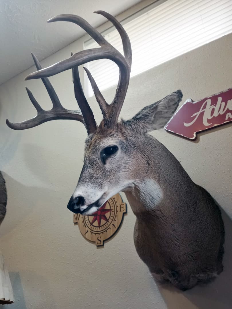 Whitetail buck shoulder mount with tall tines, hung indoors