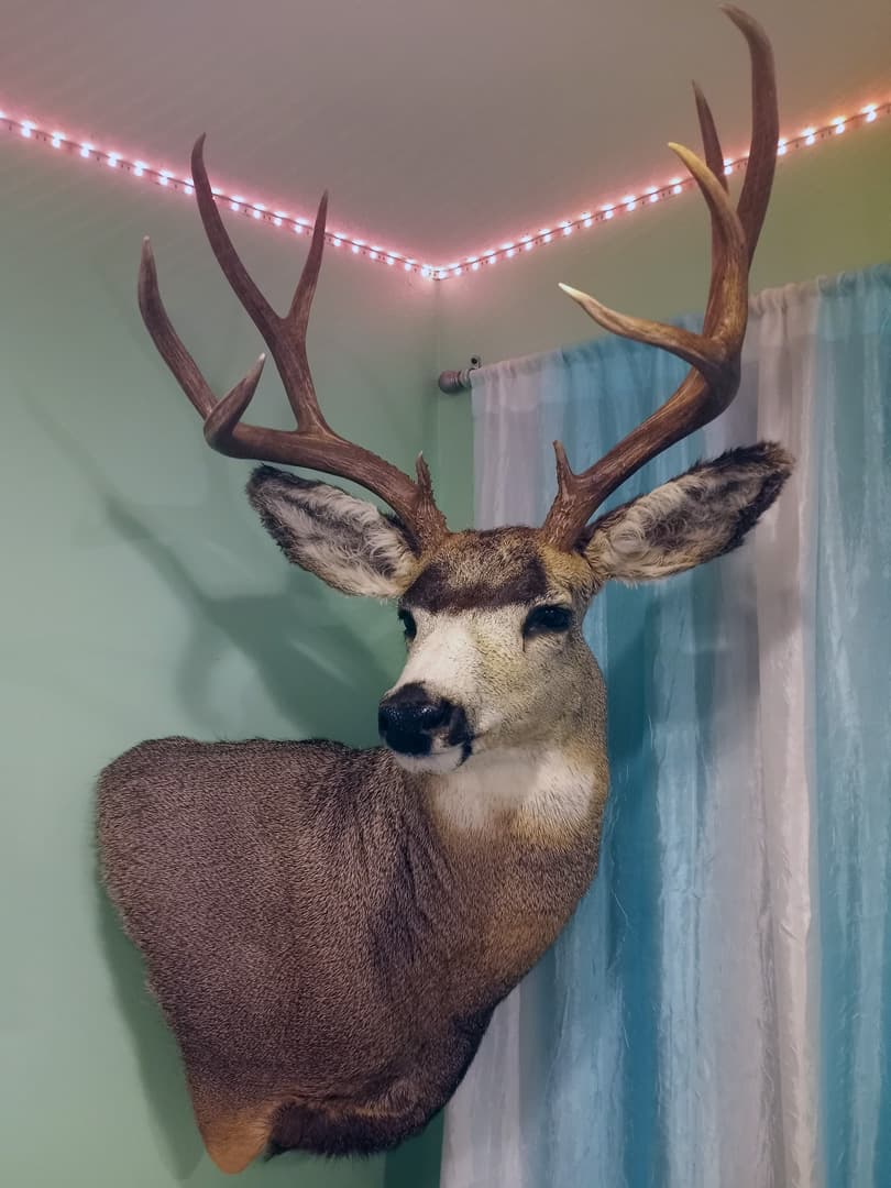 Mule deer shoulder mount on an interior wall strung with lights