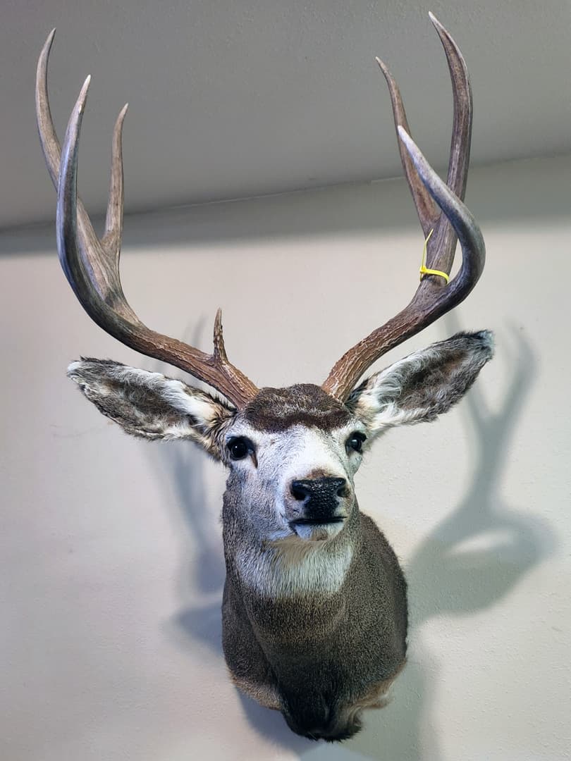 Mule deer shoulder mount facing forward, with wide forked antlers