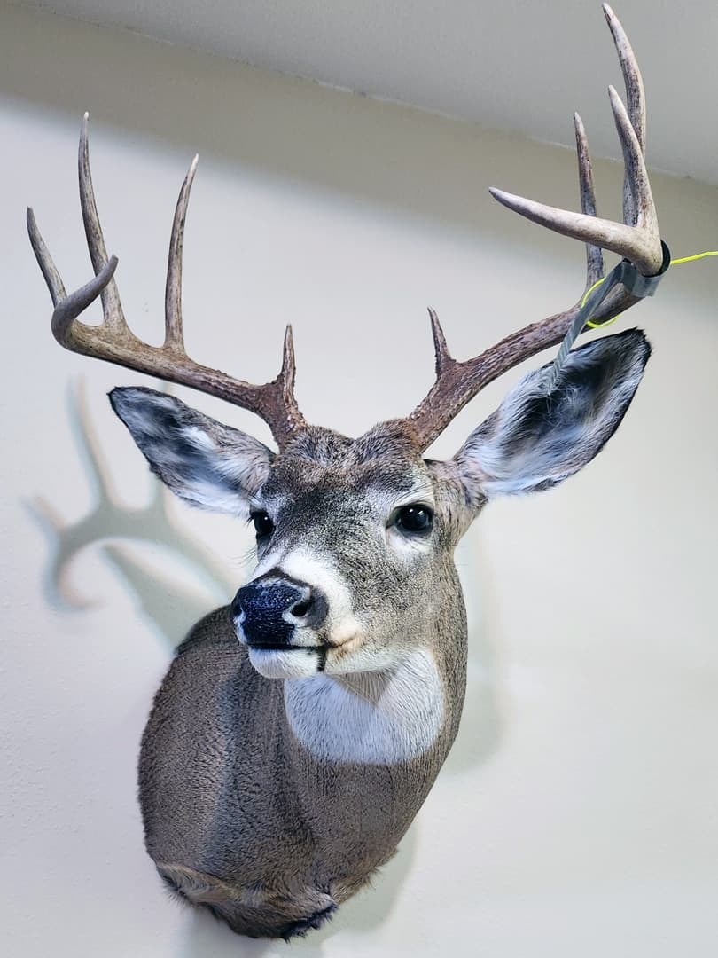 Whitetail buck shoulder mount facing forward, with a wide antler spread