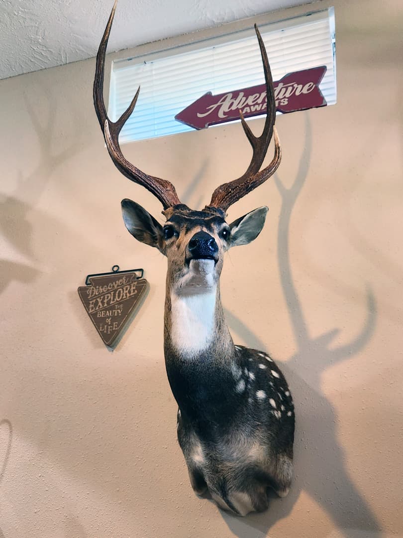 Axis deer shoulder mount, spotted coat and lyre-shaped antlers