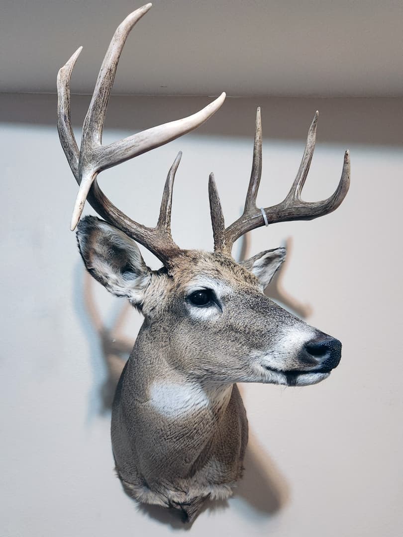 Whitetail buck shoulder mount in an alert pose, turned to the left