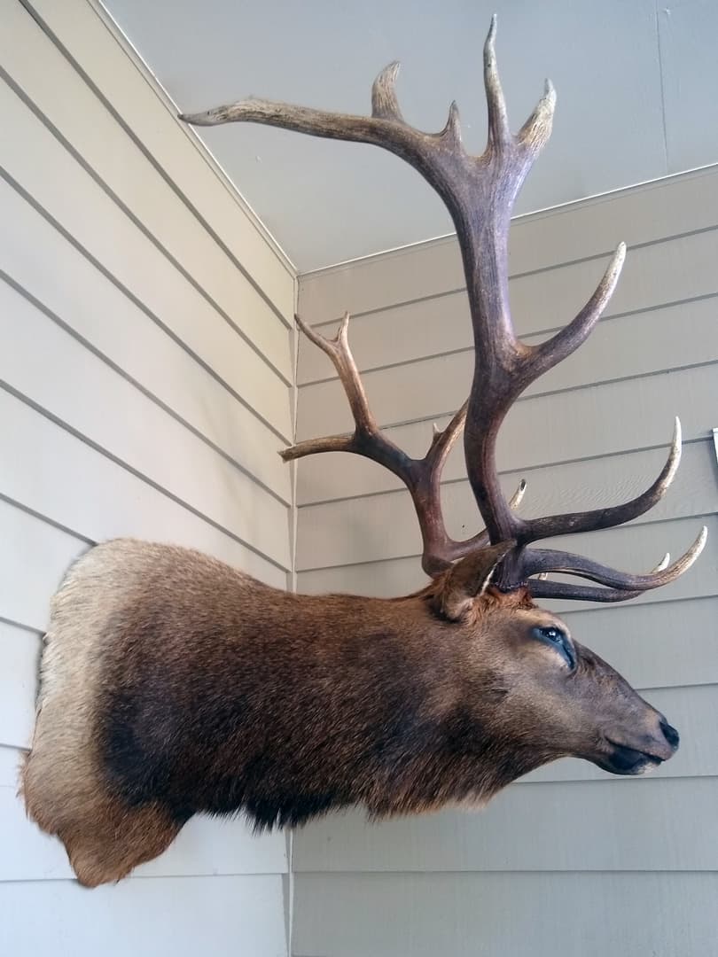 Bull elk shoulder mount in profile on exterior siding