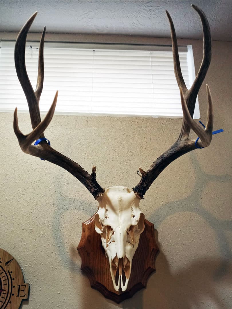 Whitetail deer European skull mount on a wall panel