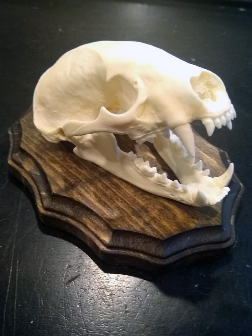 Predator skull European mount with prominent canines, on a dark wooden plaque