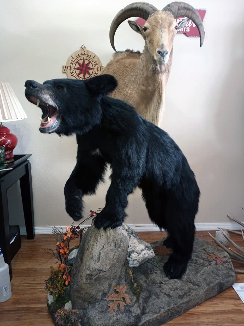 Full-body black bear mount on a rock base, with an aoudad shoulder mount behind it