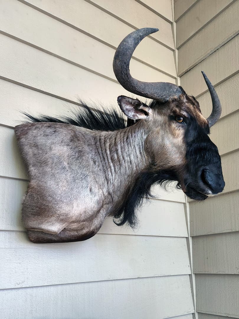 Blue wildebeest shoulder mount on exterior siding