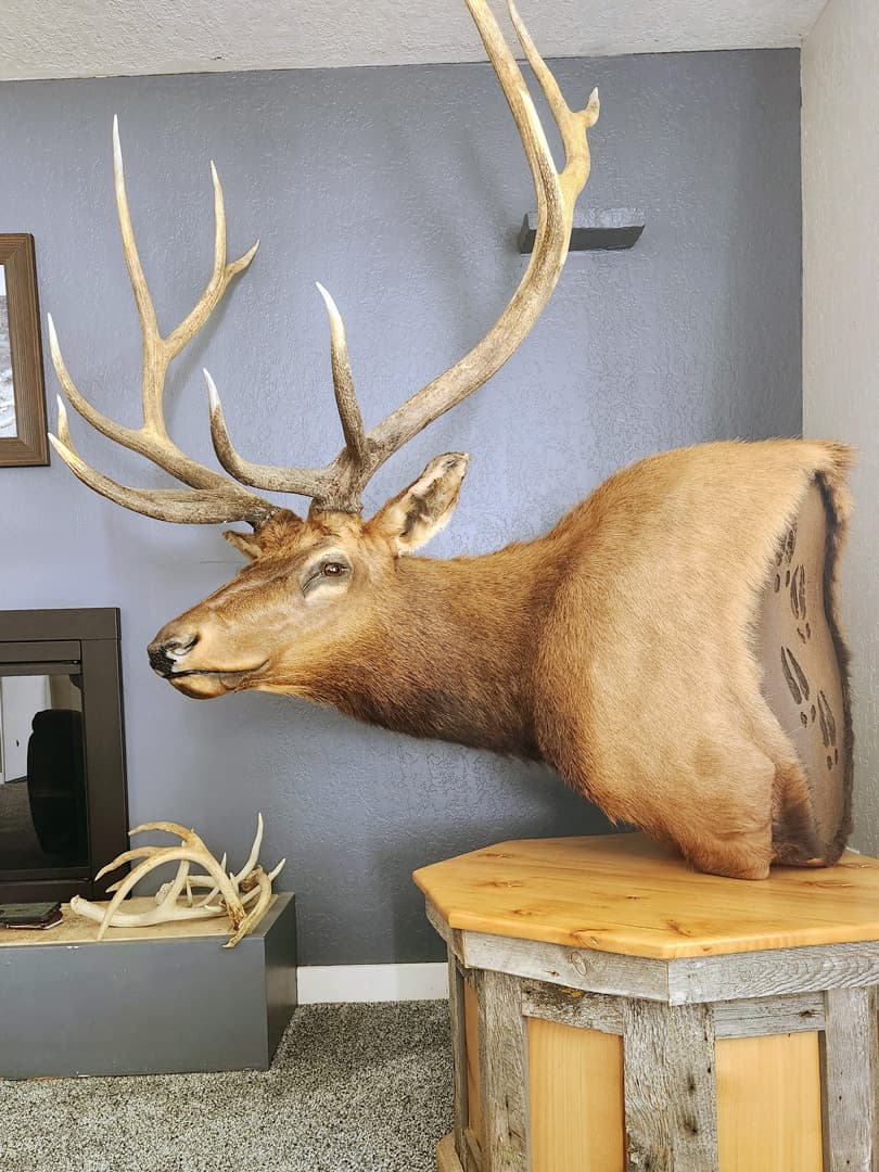 Bull elk shoulder mount displayed on a living room wall