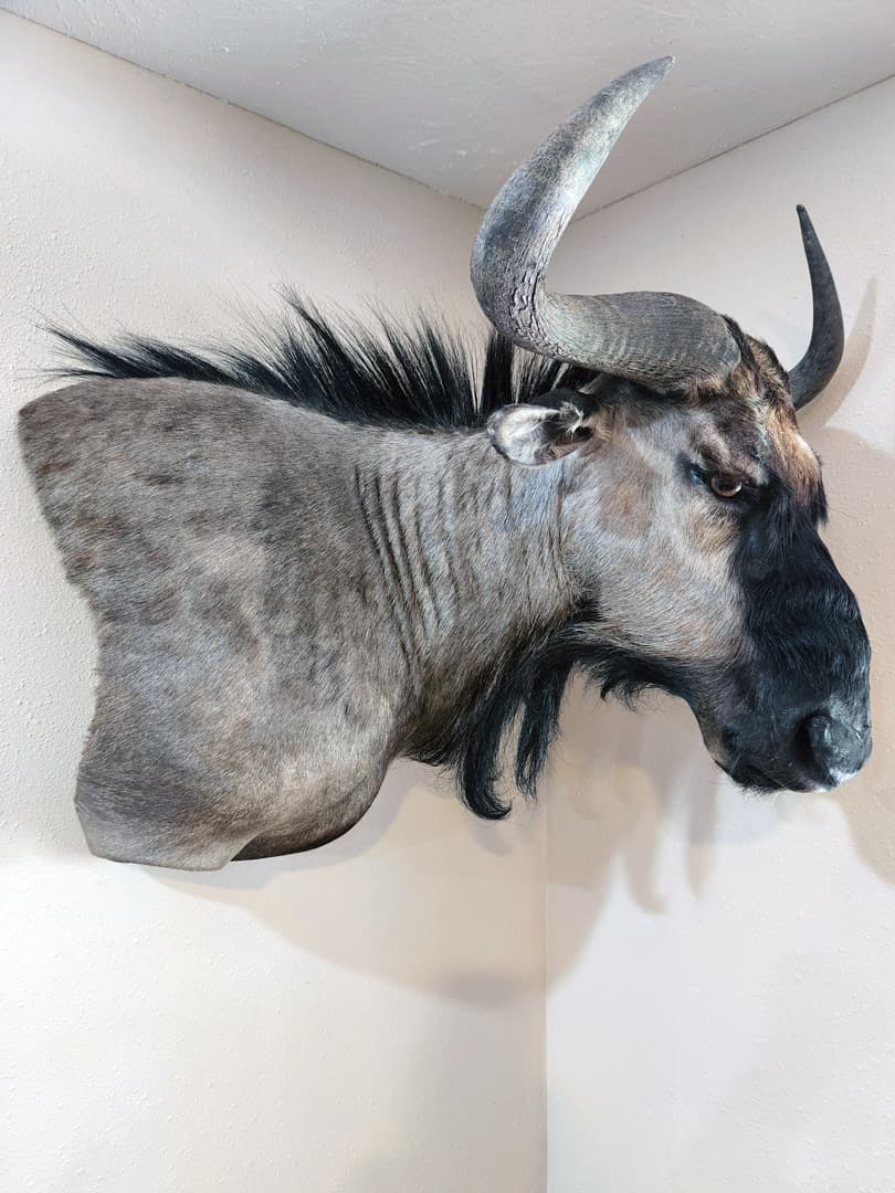 Blue wildebeest shoulder mount seen from below