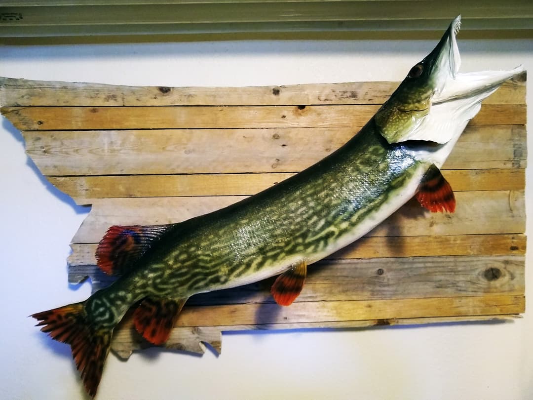 Northern pike mounted on a reclaimed barnwood plaque