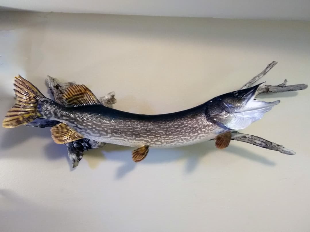 Northern pike skin mount on a driftwood base