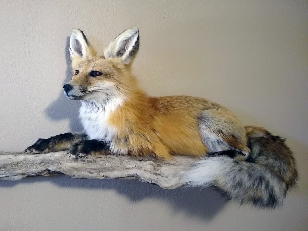 Full-body red fox mount lying along a driftwood branch