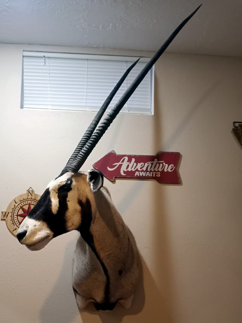 Gemsbok oryx shoulder mount with long straight horns and a black and white face