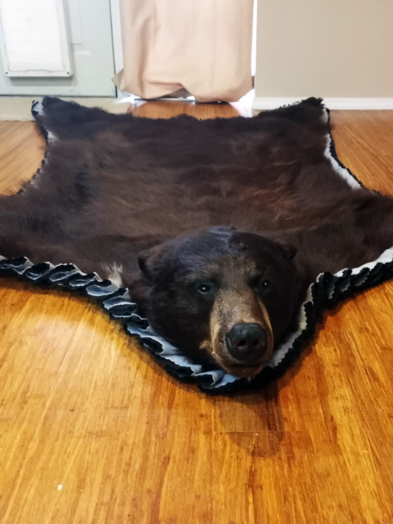 Black bear rug with a closed-mouth head mount and felt edging, on a hardwood floor