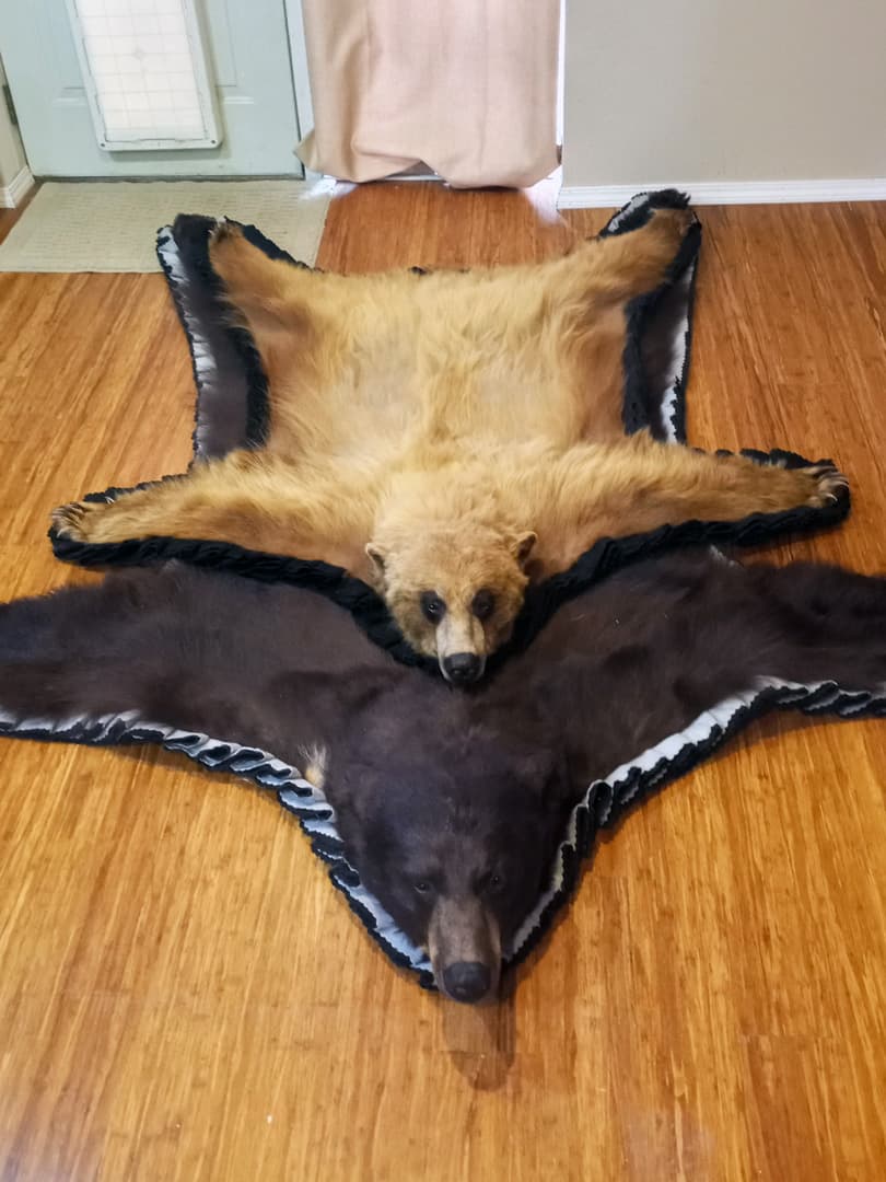 A blonde bear rug and a black bear rug laid side by side on a hardwood floor