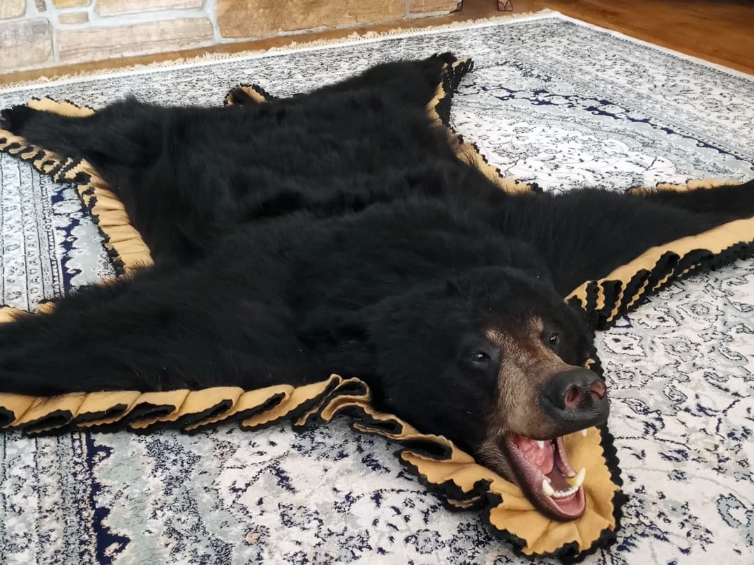 Open-mouth black bear rug seen from above on a patterned area rug