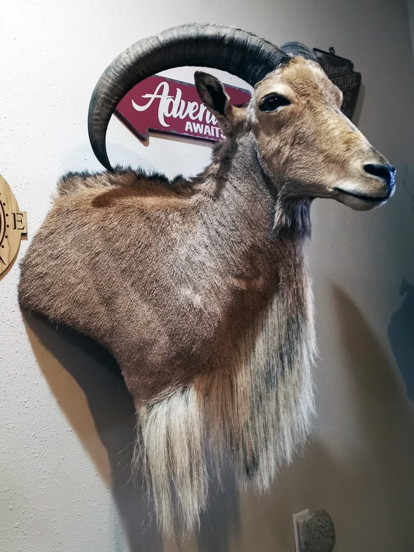 Aoudad shoulder mount with a long chest mane and heavy curved horns