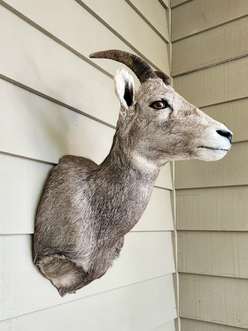 Sheep shoulder mount with short curved horns, on exterior siding